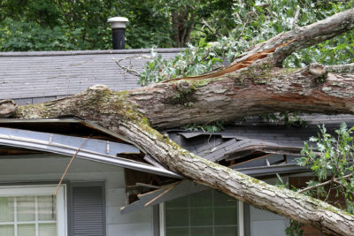 How Can Trees Hurt Your Roof