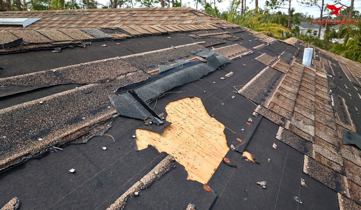 How Pests Can Ruin Your Roof