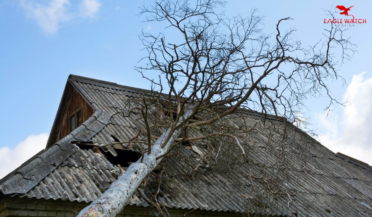 Trees Can Affect Your Roof