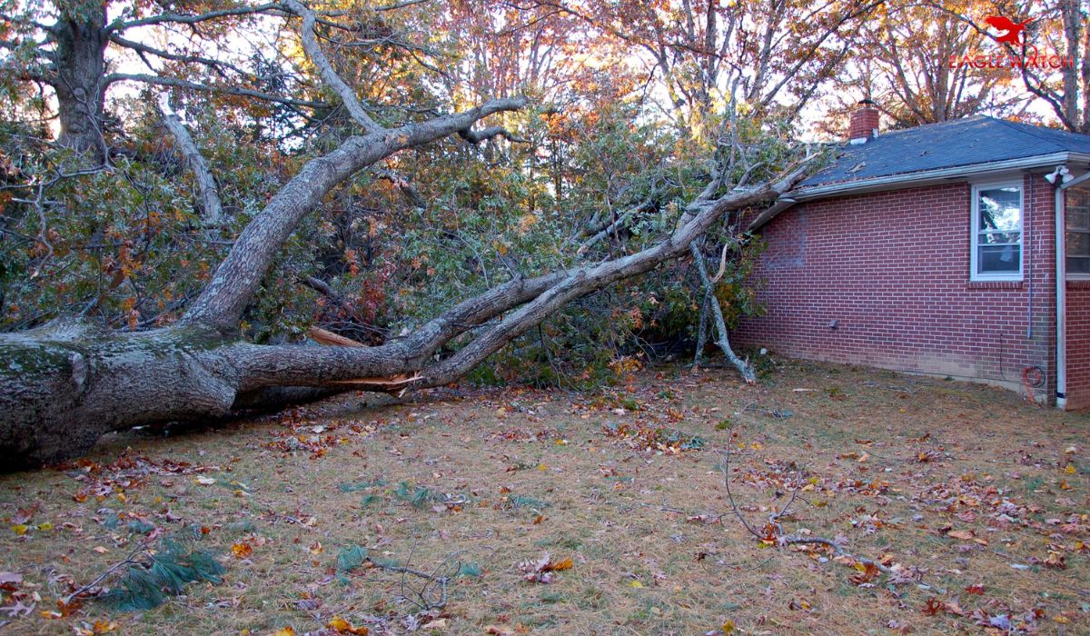 Trees Can Affect Your Roof