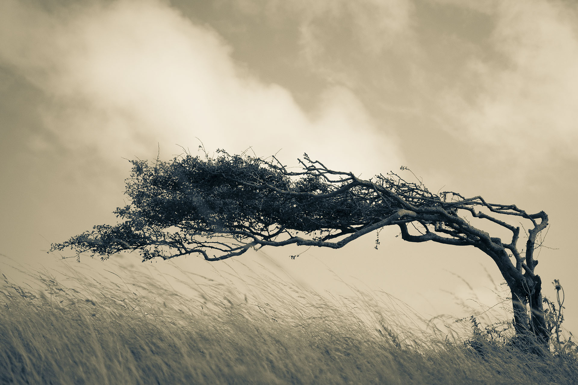 How Straight Line Winds Can Damage Your Roof | Eagle Watch Roofing