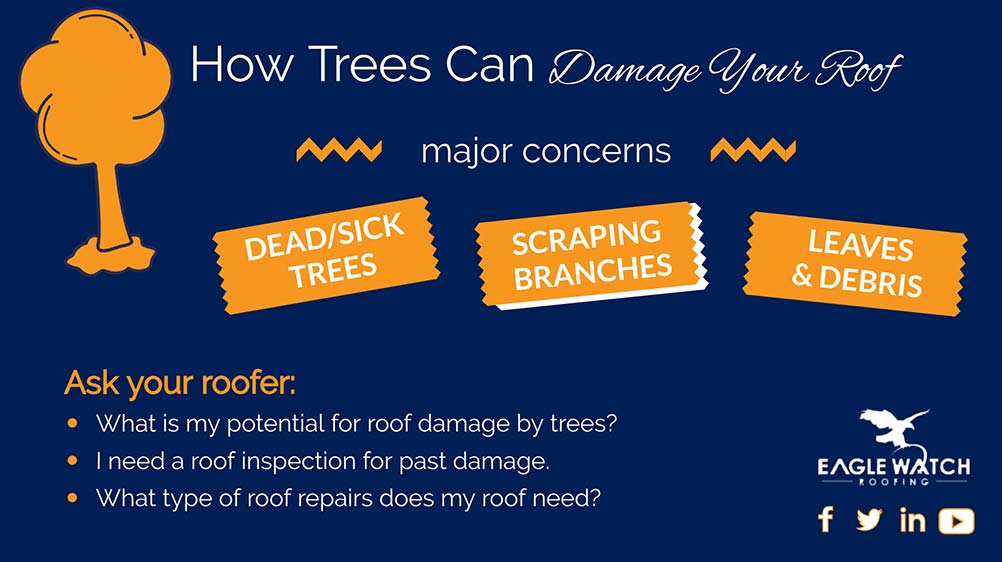 Can Trees Hurt Your Roof [infographic]