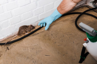 cropped view of exterminator in latex glove catching rat near brick wall